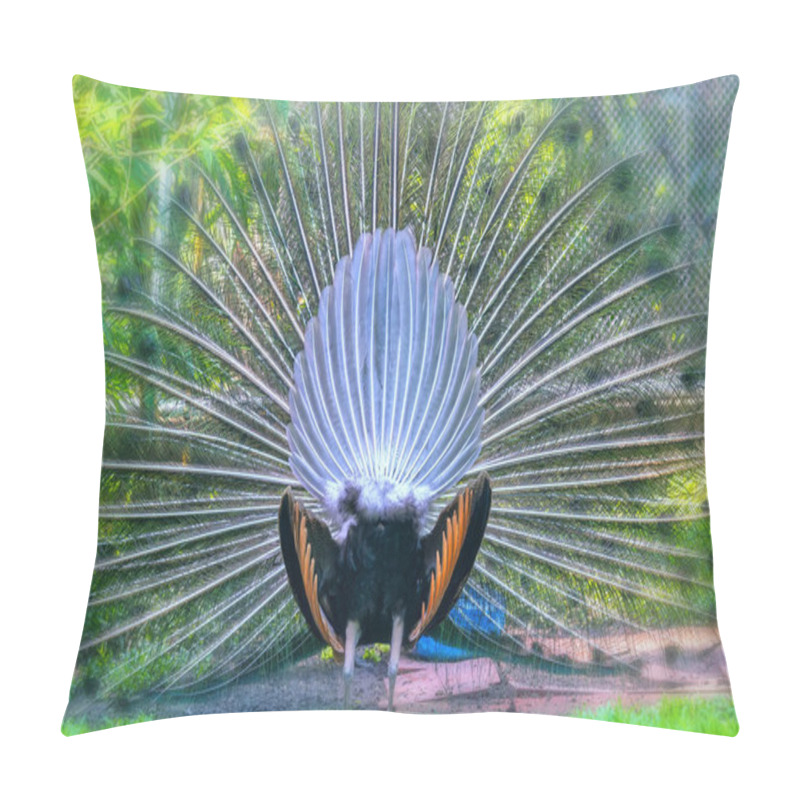 Personality  Peacock In The Wildlife Sanctuary. The Males Have Long Shiny Green Feathers, Each With Feathers In Green, Red, Bronze, And Brown, When Tail Dance Spreads Out To Form Nanotubes To Attract Females. Pillow Covers