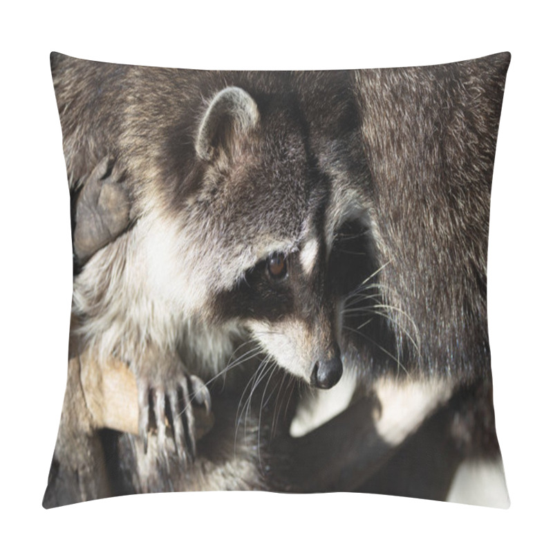 Personality  Northern Raccoon, An Omnivore Eating Fruits, Insects, And Trash. Native To North America. Pillow Covers