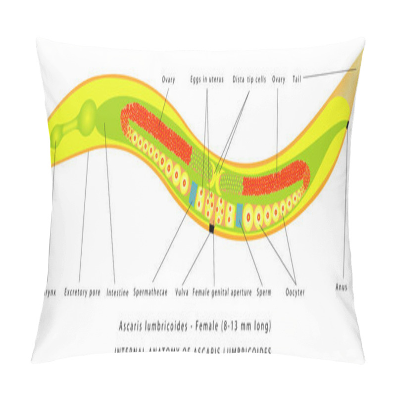 Personality  Ascaris Lumbricoides - Female. Internal Anatomy Of Ascaris Lumbricoides. The Structure Of The Roundworm - Ascaris. Zoology. Animal Morphology.  Parasitic Roundworm. Pillow Covers