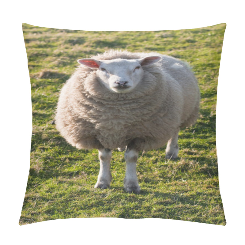 Personality  Texel Sheep On Grass Field Pillow Covers