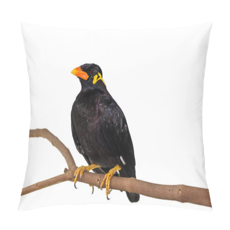 Personality  Common Hill Myna (Gracula Religiosa Intermedia) Pillow Covers