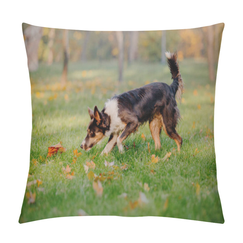 Personality  Border Collie Dog In Autumn. Autumn Concept. Autumn Leaves. Fall Season Pillow Covers