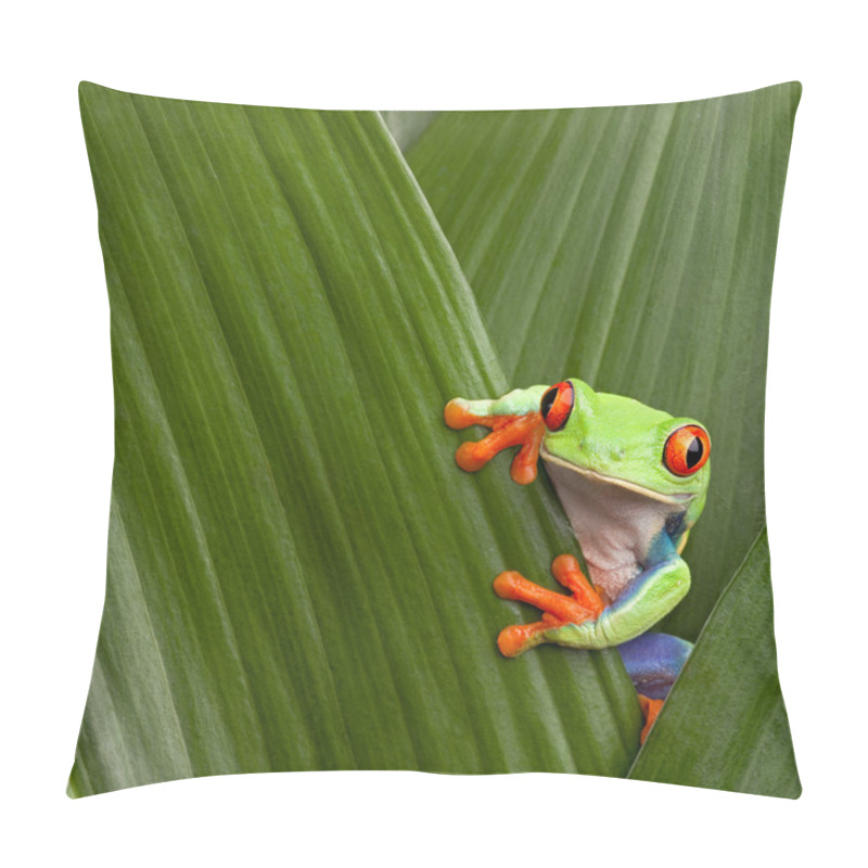 Personality  Red Eyed Tree Frog Pillow Covers