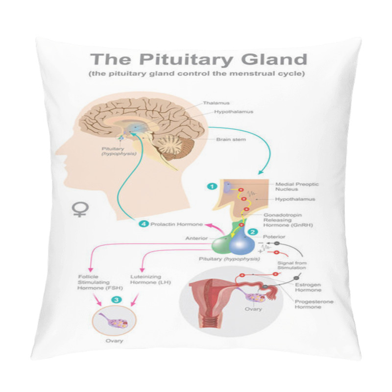 Personality  The Pituitary Gland Women. Pillow Covers