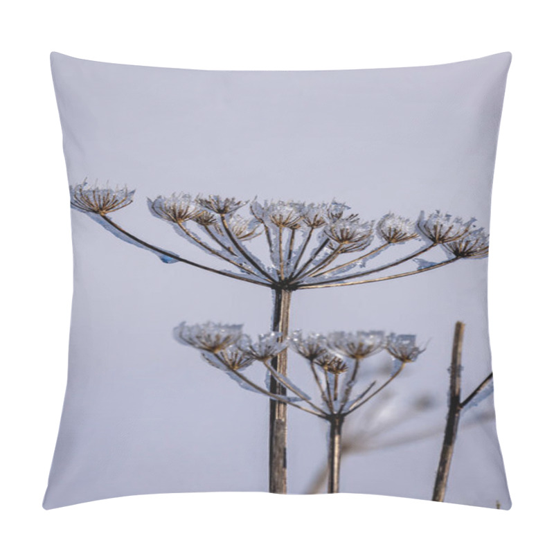 Personality  Frosted Hogweed In The South Downs, On A Sunny January Morning Pillow Covers