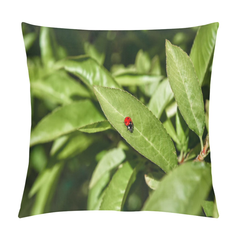 Personality  Lady Bug Crawling Along A Fruit Tree Leaf. Pillow Covers