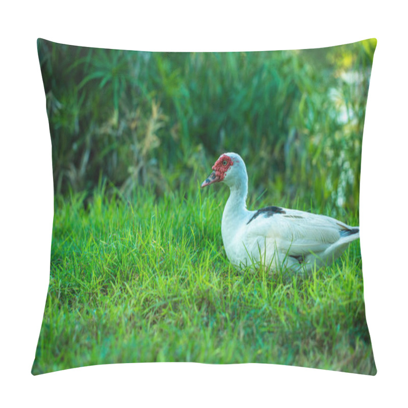 Personality  White Muscovy Duck Sitting On The Grass Background Pillow Covers