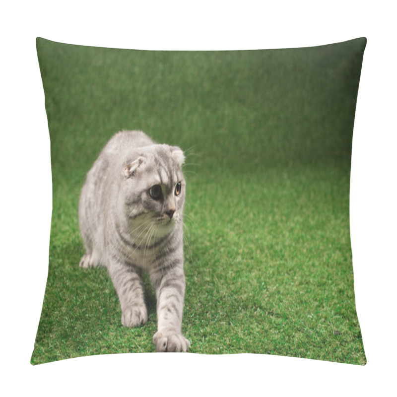 Personality  Fluffy Scottish Fold Cat  Pillow Covers