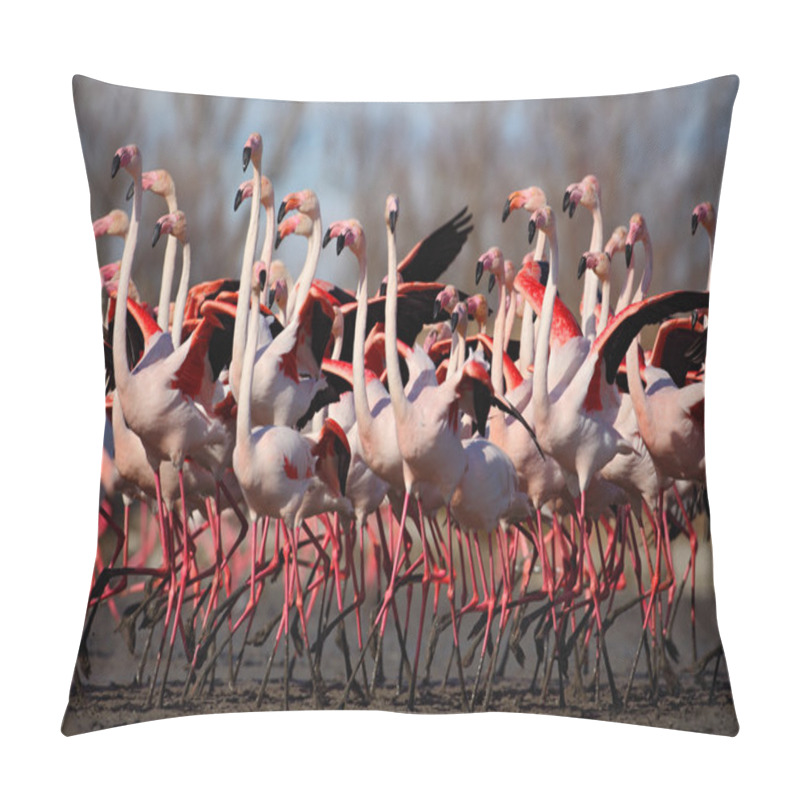 Personality  Group Of Greater Flamingos Pillow Covers