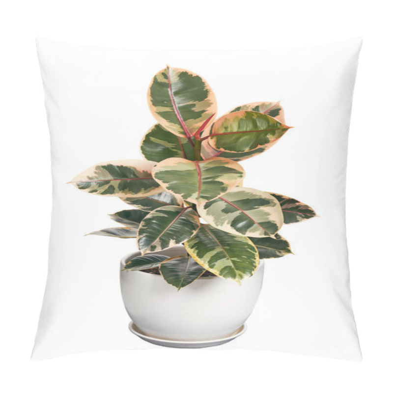 Personality  Variegated Indian Rubber Plant In Pot, Isolated On White Background With Clipping Path Pillow Covers