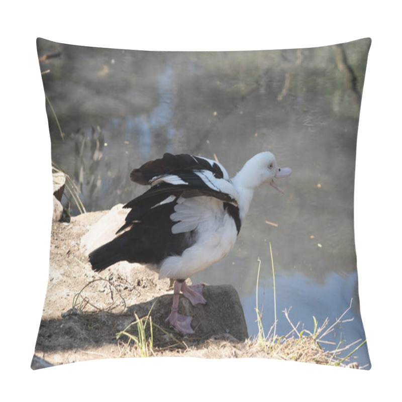 Personality  The Radjah Shelduck Is White With A Chestnut Band Across Its Chest. Its Wingtips, Back, Rump And Tail Are Black. It Has A White Eye With Pink Legs, Feet And Beak. Pillow Covers