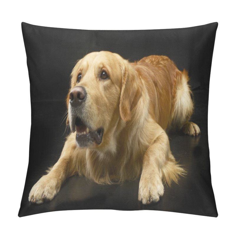 Personality  Studio Shot Of An Adorable Golden Retriever Lying On Black Background. Pillow Covers