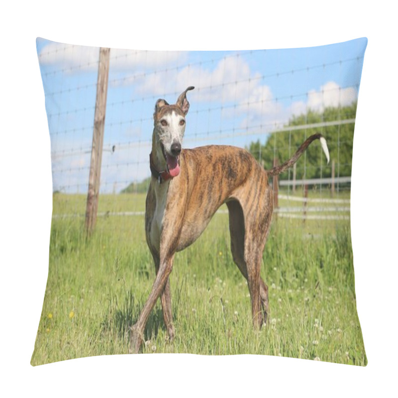 Personality  Beautiful Brindle Galgo Is Standing In The Garden N Front Of The Fence Pillow Covers