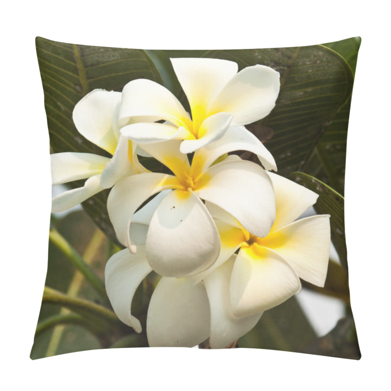 Personality  Frangipani,Plumeria Flowers Pillow Covers