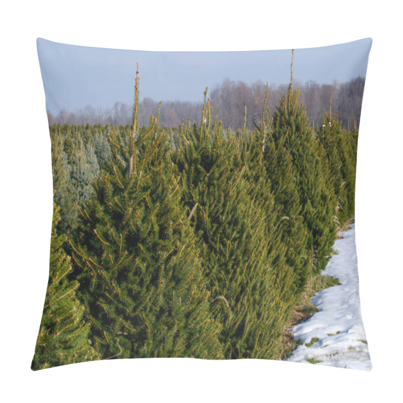 Personality  Rows Of Evergreens At A Michigan Christmas Tree Farm Pillow Covers