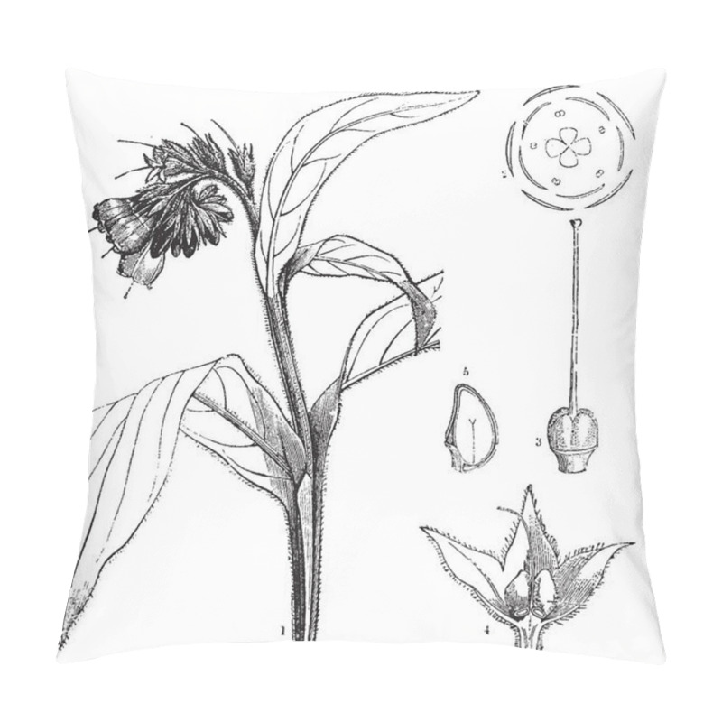 Personality  A Picture, That's Showing Different Parts Of Symphytum Officinale Plant Also Known As Common Comfrey. The Parts Are A Flower, Pistil, Calyx, And A Vertical Section Of A Nut, Vintage Line Drawing Or Engraving Illustration. Pillow Covers