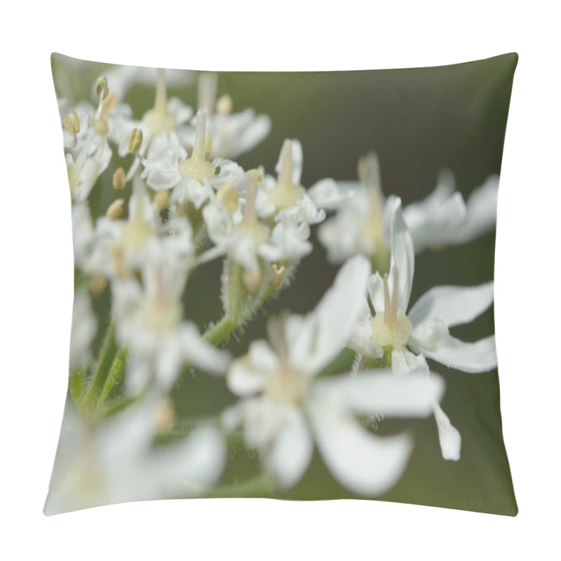 Personality  Hogweed (Heracleum Sphondylium) Pillow Covers