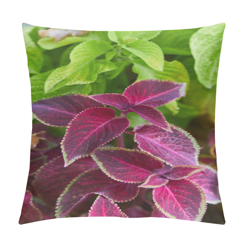 Personality  Lush Collection Coleus Plants, Vibrant Deep Purple And Green Leaves. Visually Striking Color Contrast. Garden Environment, Horticulture, Beauty Of Nature In Full Bloom During Growing Season Pillow Covers