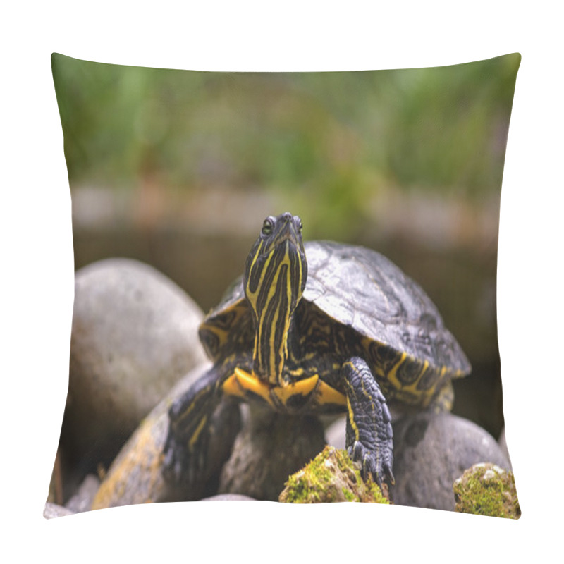 Personality  Eastern Painted Turtle Pillow Covers