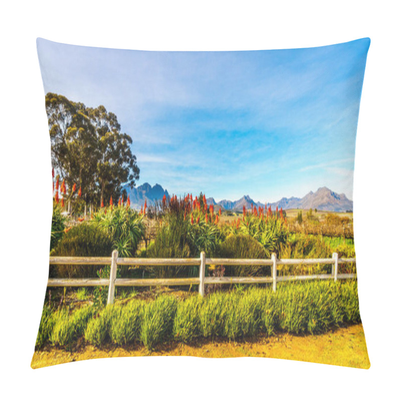 Personality   Flowering Krantz Aloe Plants In A Vineyard In The Wine Region Of Stellenbosch Pillow Covers