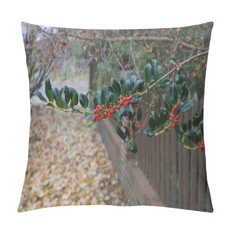 Personality  Ilex Cornuta With Red Fruits Grows In November. Ilex Cornuta, Chinese Holly Or Horned Holly, Is A Slow-growing, Densely Foliaged Evergreen Shrub In The Aquifoliaceae Plant Family. Berlin, Germany  Pillow Covers