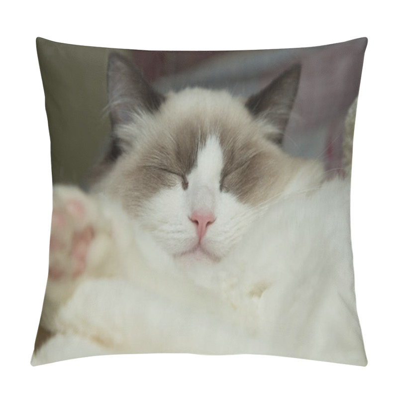 Personality  Young Beautiful Purebred Ragdoll Cat At Home Pillow Covers