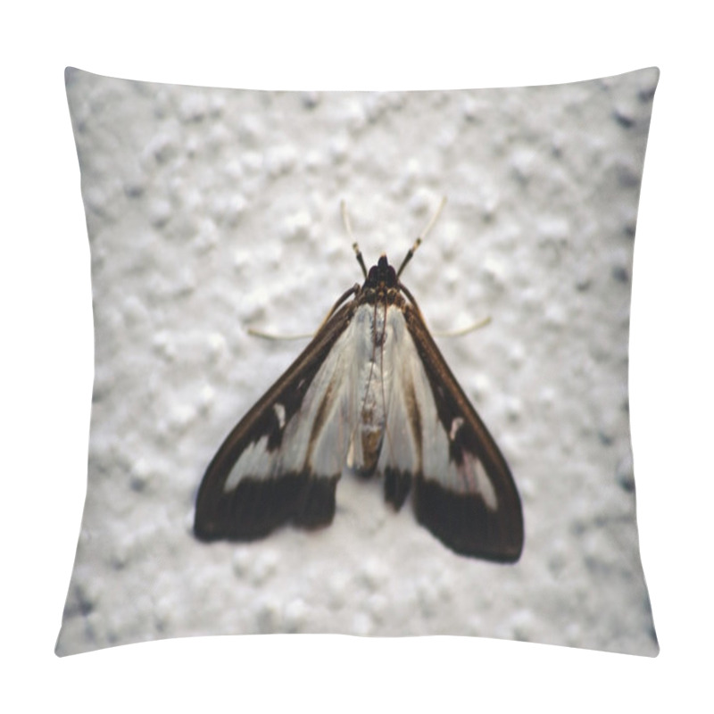 Personality  Box Tree Moth  / A Macro Closeup Of A Box Tree Moth On A White Grainy Wall Pillow Covers