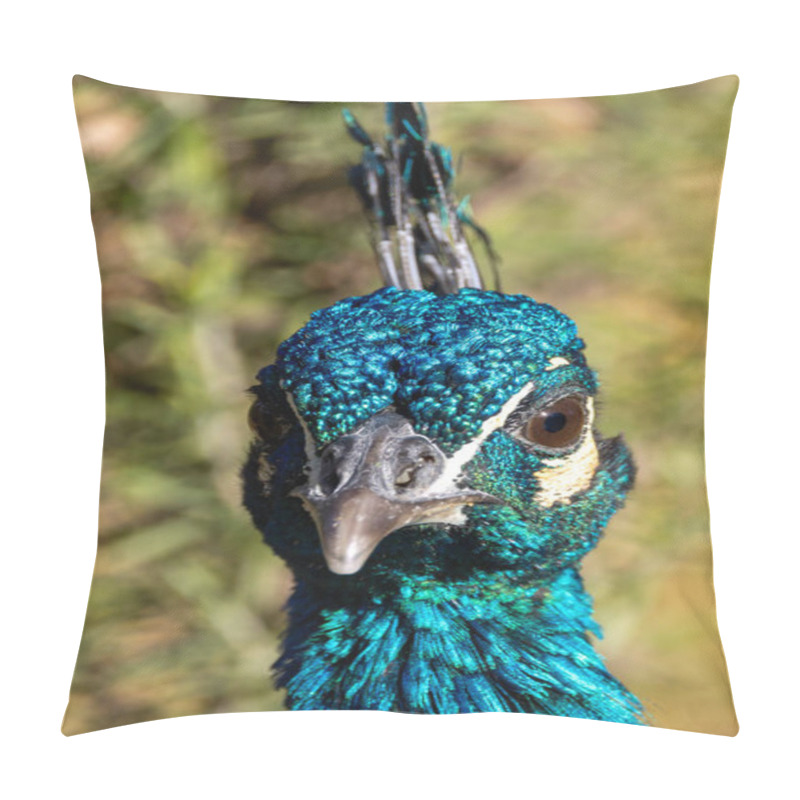 Personality  The Indian Peafowl, A Vibrant Omnivore, Eats Grains, Seeds, And Insects. Photographed In Lush Gardens. Pillow Covers