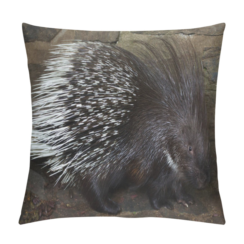 Personality  Indian Crested Porcupine (Hystrix Indica), Also Known As The Indian Porcupine. Pillow Covers