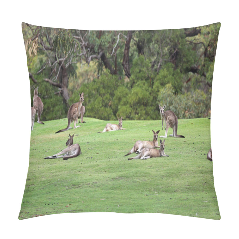 Personality  Kangaroos Mob  - Anglesea Golf Course, Victoria, Australia Pillow Covers