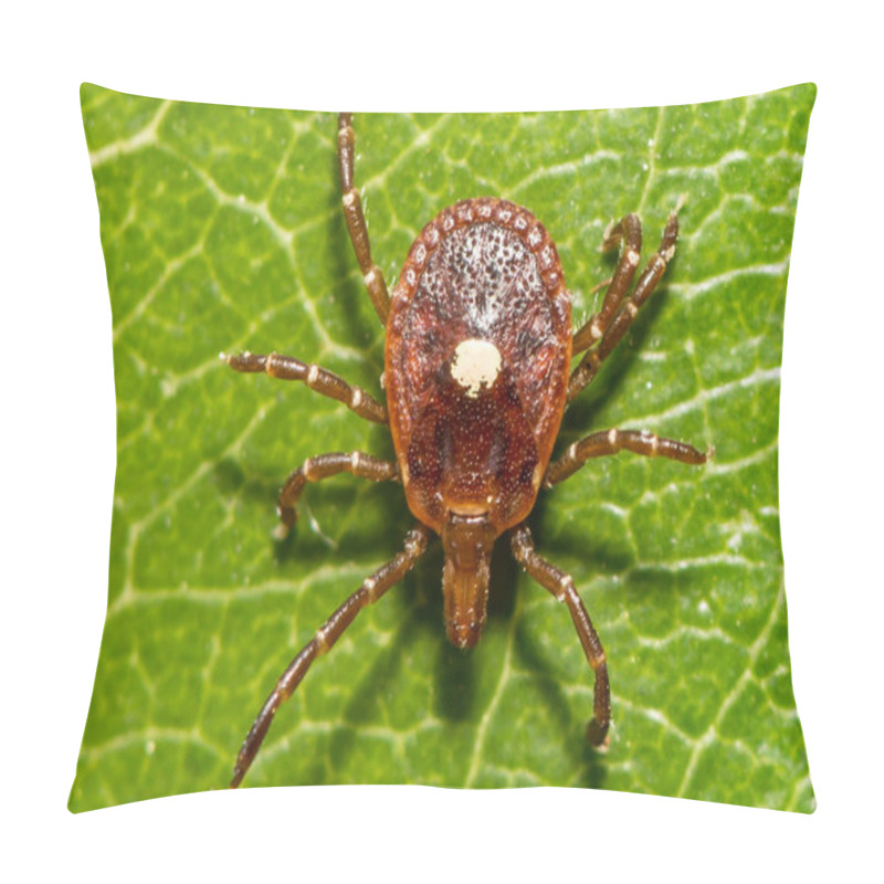 Personality  Adult Female Lone Star Tick - Amblyomma Americanum Pillow Covers