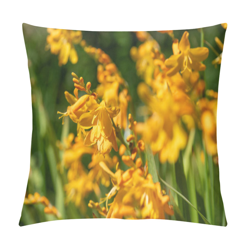 Personality  Close Up Of Harlequin Montbretia Flowers In Bloom Pillow Covers