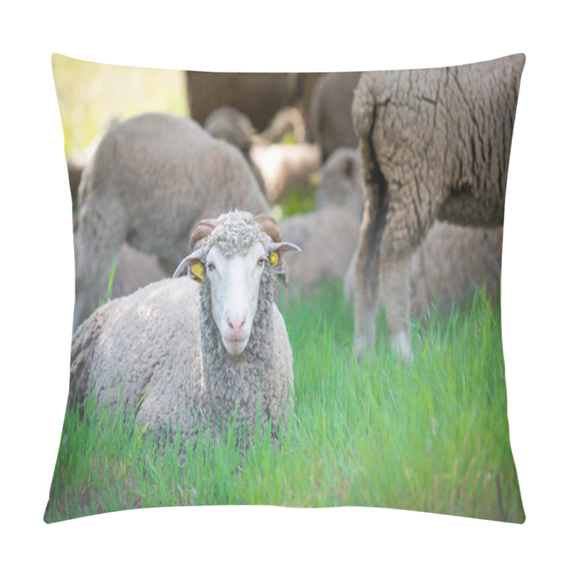 Personality  Dorset Sheep In Field Pillow Covers