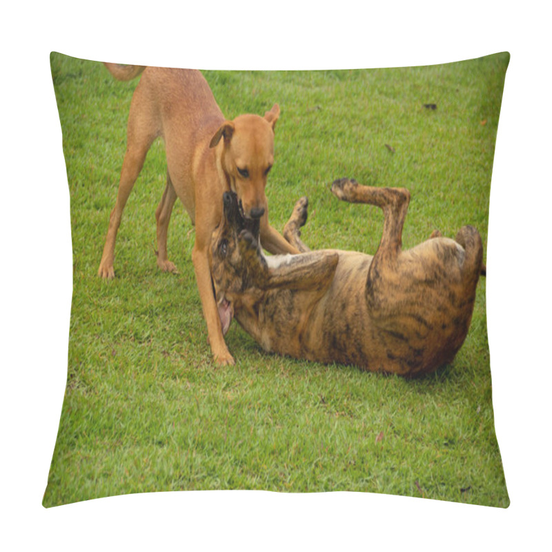 Personality  Two Dogs Playing On The Green Lawn Of A Public Square In The City Of Anicuns In Gois. Pillow Covers