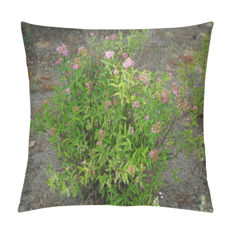 Personality  Pink Spiraea Japonica Blooms In June In The Garden. Spiraea Japonica, The Japanese Meadowsweet Or Japanese Spiraea, Is A Plant In The Family Rosaceae. Berlin, Germany Pillow Covers