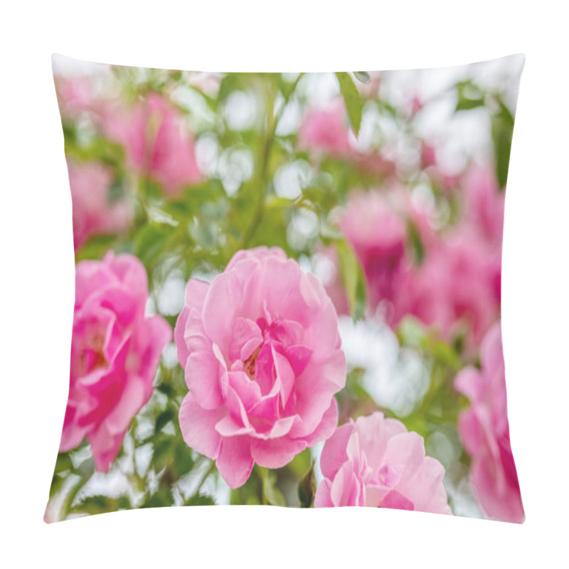 Personality  Garden Roses Close-up, Summer Time In Garden. Flower Concept Pillow Covers