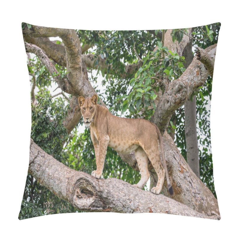 Personality  Lioness On Big Tree Pillow Covers