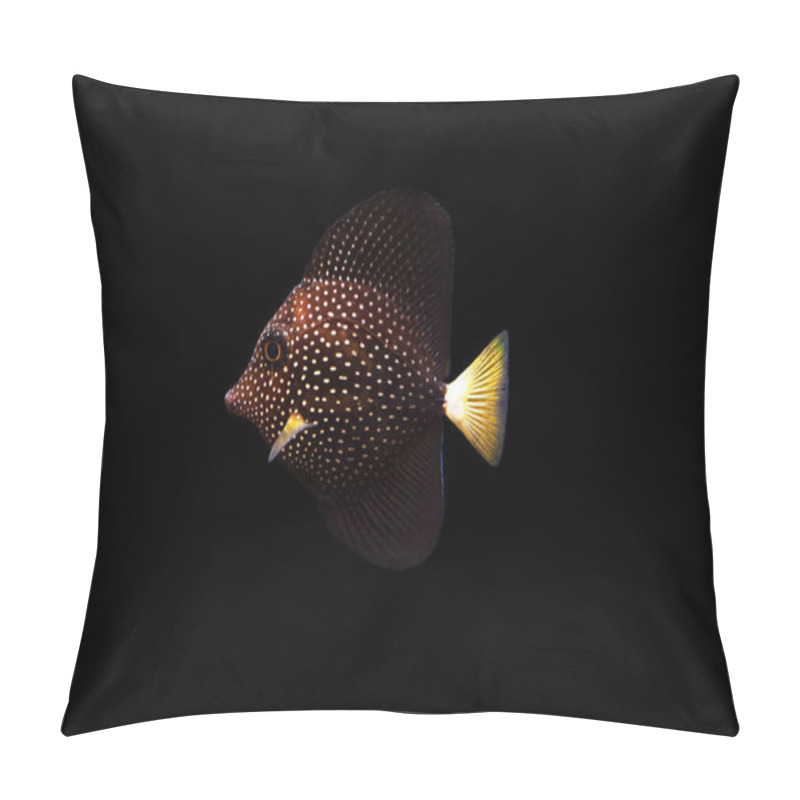 Personality  Gemmatum Tang - (Zebrasoma Gemmatum) Pillow Covers