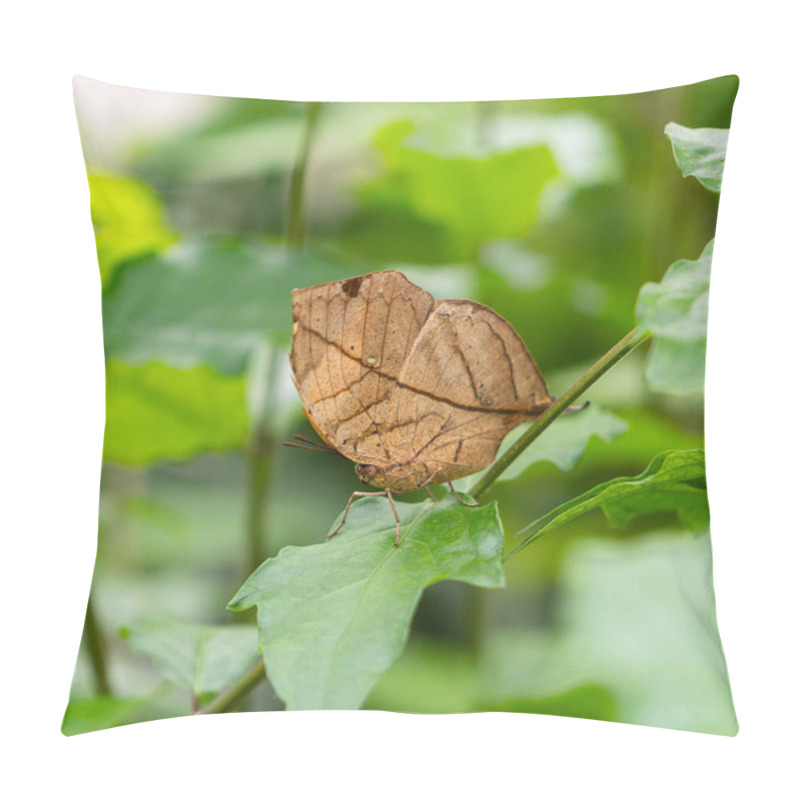 Personality  Orange Oakleaf, Indian Oakleaf Or Dead Leaf, Is A Nymphalid Butt Pillow Covers