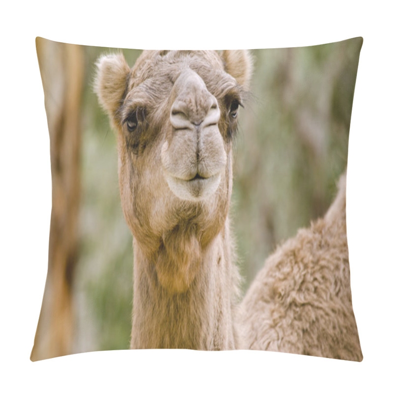 Personality  Camel  Close Up Pillow Covers