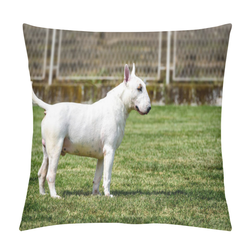 Personality  White Bull Terrier Show Dog Posing. Mini Bullterrier Pillow Covers