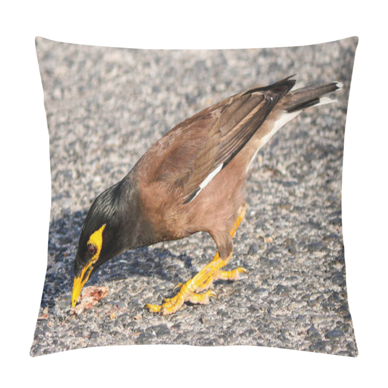 Personality  Close Up Shot Of Common Myna Bird Pillow Covers