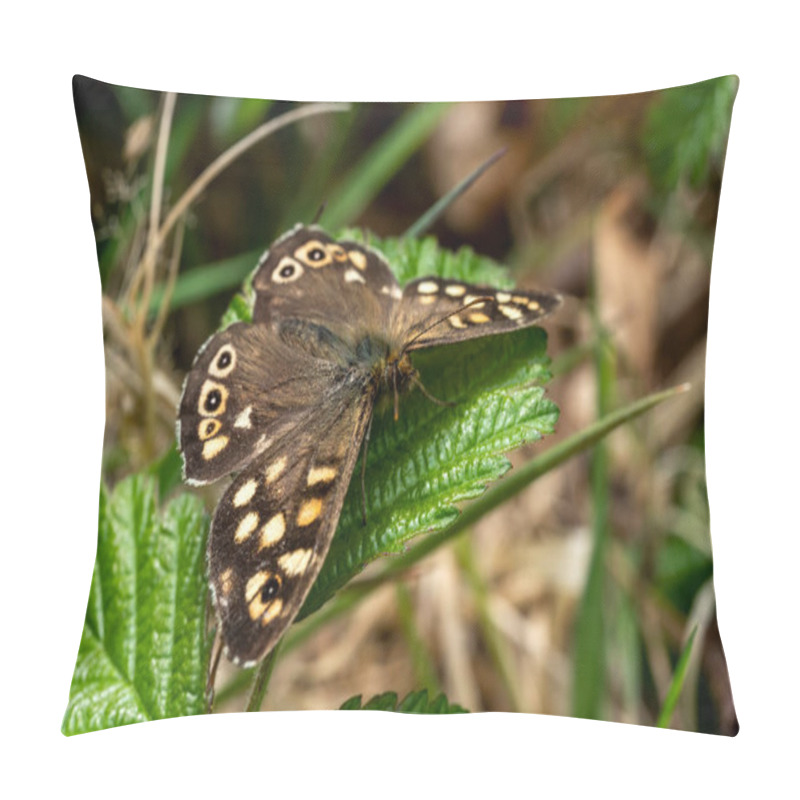 Personality  Speckled Wood Butterfly (Pararge Aegeria) With Wings Outstreached Resting On A Summer Leaf  Stock Photo Pillow Covers