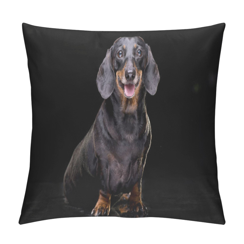 Personality  Studio Shot Of An Adorable Short Hair Black And Tan Dachshund Sitting On Black Background. Pillow Covers