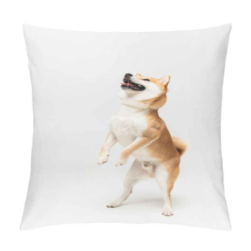 Personality  Playful Shiba Inu Dog Looking Up While Standing On Hind Legs On Light Grey Background Pillow Covers