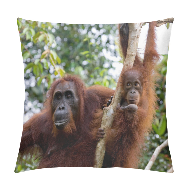 Personality  Female Borneo Orangutan With Its Cub Pillow Covers