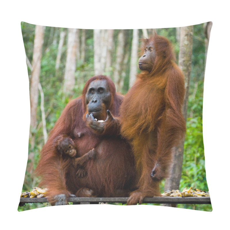 Personality  Orangutan Family,  Indonesia. Pillow Covers