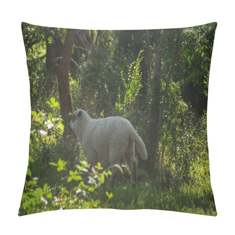 Personality  Free Sheep At Gallery Forest Near Santa Lucia River At Los Cerrillos, Canelones, Uruguay Pillow Covers