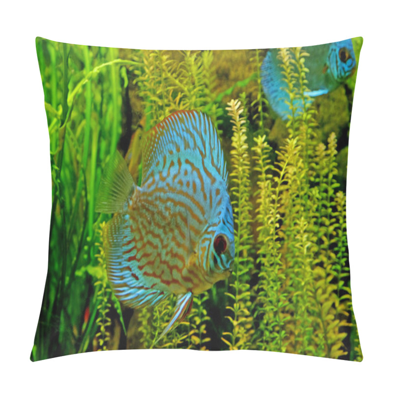 Personality   Exotic Fishes In An Aquarium Pillow Covers