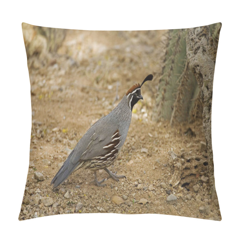 Personality  A Male Gambels Quail, Callipepla Gambelii In Desert Pillow Covers